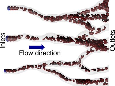 Blood flow in capillaries