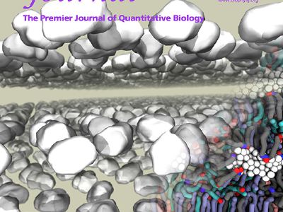Lipids immobilizing water into droplets
