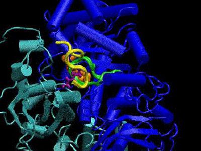 RuBisCO protein simulations
