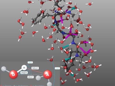Hydrogen bond analysis