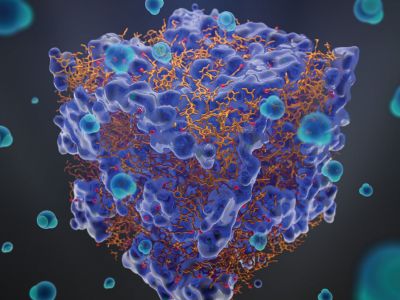 Exponential water uptake by ionomer membranes