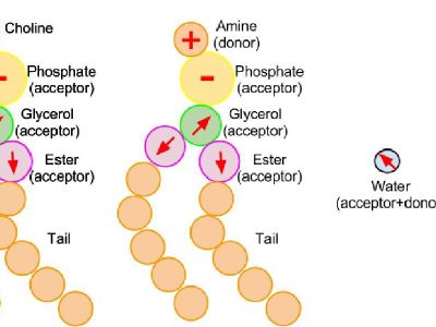 Bilayer phases