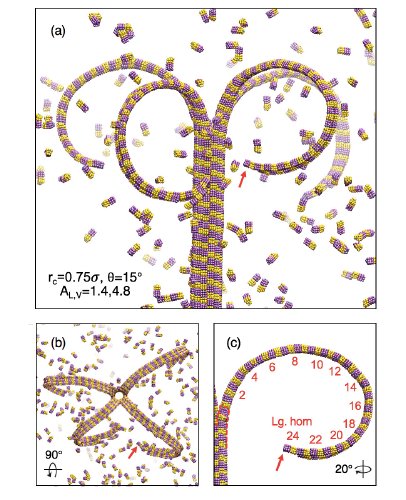 /images/microtubule.jpg