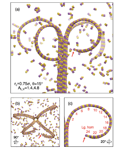 /images/microtubule.png
