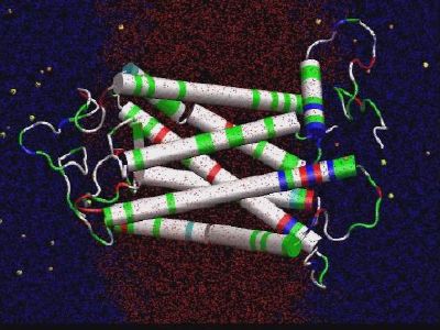 Rhodopsin in solvated lipid bilayer