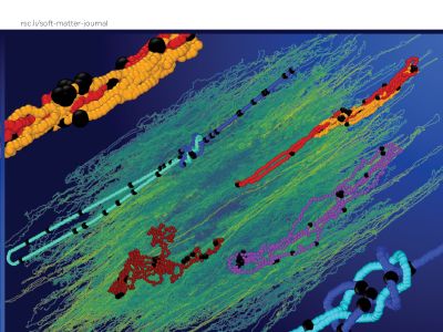 Flow response of ring polymer melts