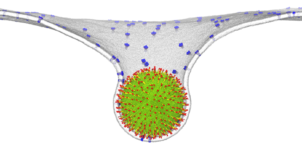 /images/virus_bud.png