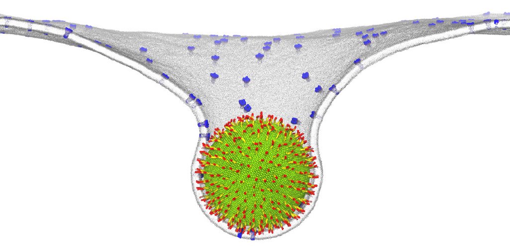 /images/virus_bud.jpg